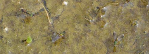 Poecilobothrus nobilitatus